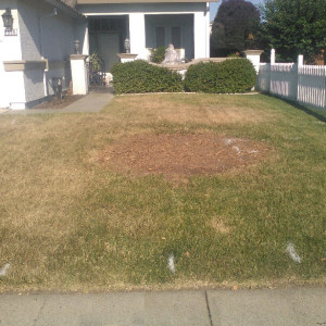 Paver Steps and Turf-Before